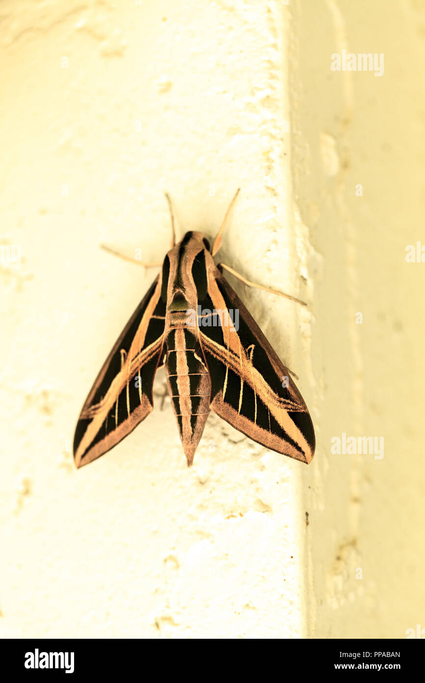 Sphingidae Wing Sphinx moth Sphingidae with large wings rests in Naples, Florida Stock ...