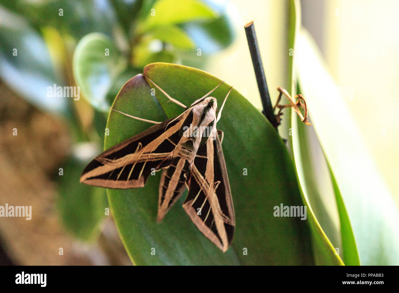 Sphingidae Wing Sphinx moth Sphingidae with large wings rests in Naples, Florida Stock ...