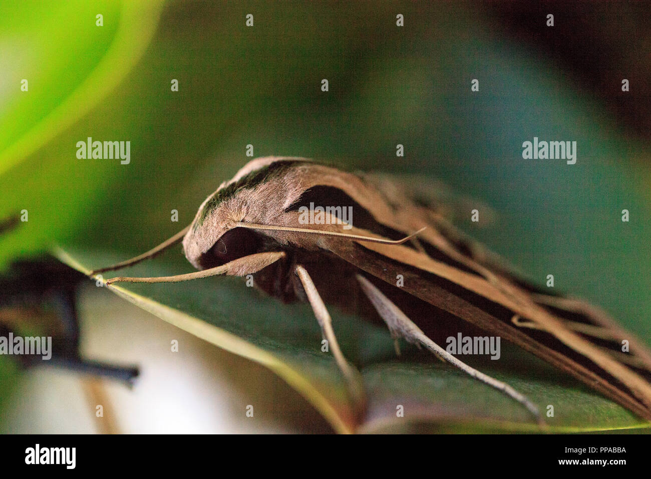 Sphingidae Wing Sphinx moth Sphingidae with large wings rests in Naples, Florida Stock ...