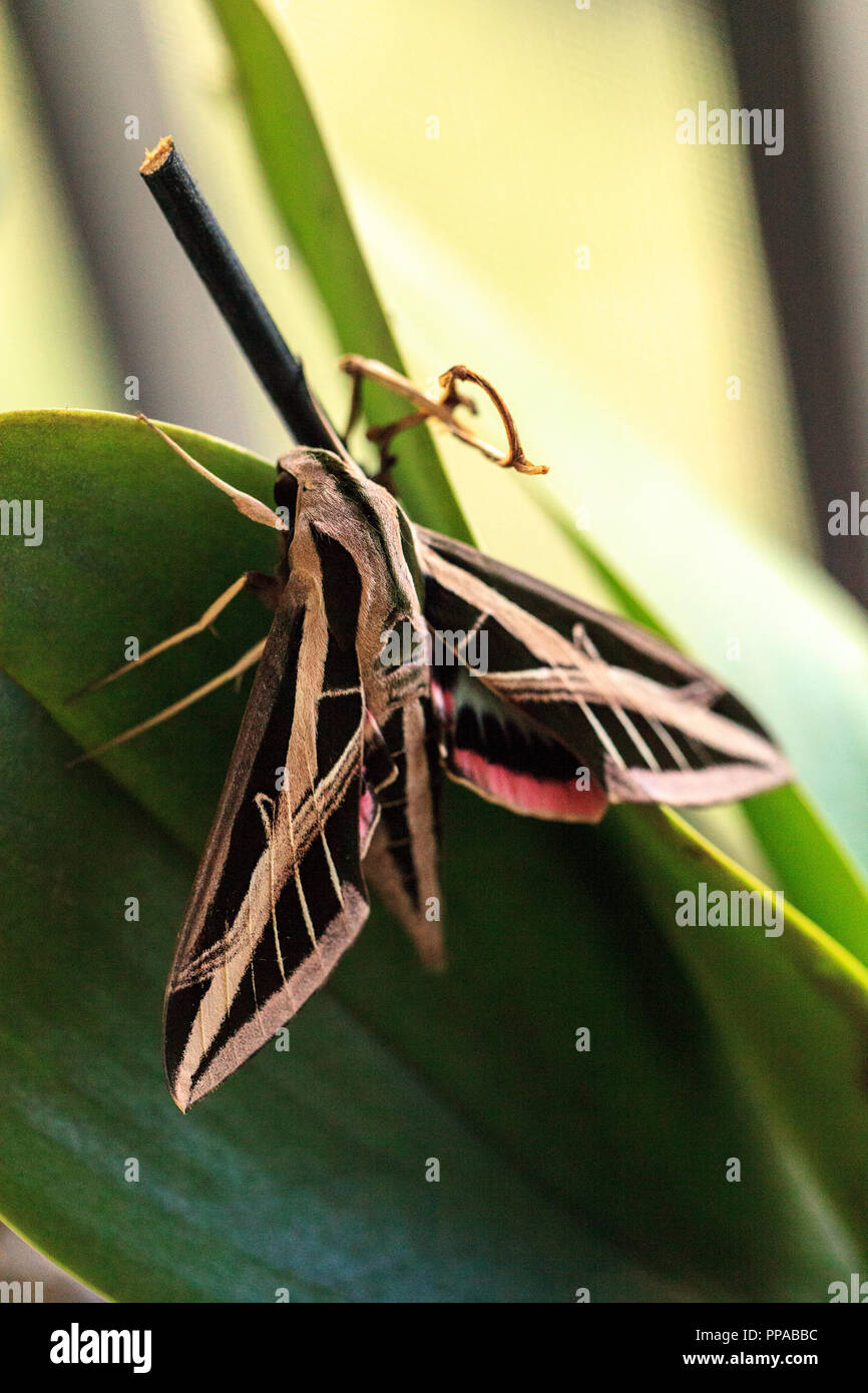Sphingidae Wing Sphinx moth Sphingidae with large wings rests in Naples, Florida Stock ...