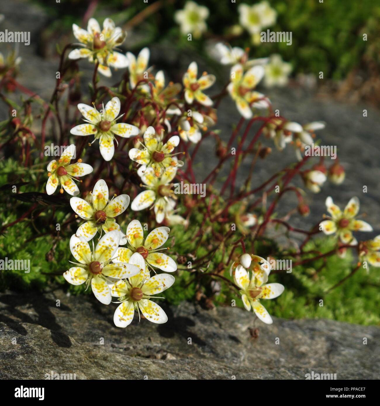 Yellow saxifrage seen near the Diablerets Glacier. Wildflowers growing in high altitude. Stock Photo