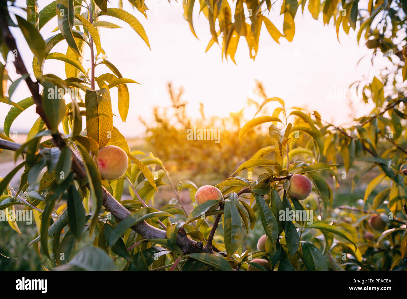 Peach Tree With Ripening Peaches In Spanish Rural Garden At Spring Sunset Time. Stock Photo