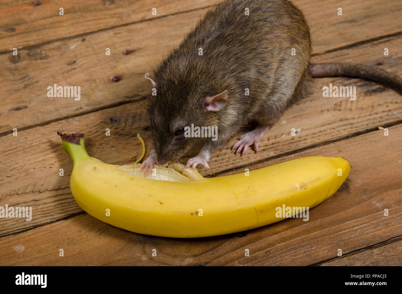 Мышь и банан. Полулысая крыса. Можно ли крысам давать банан. Хомяк и банан. Банановая крыса.