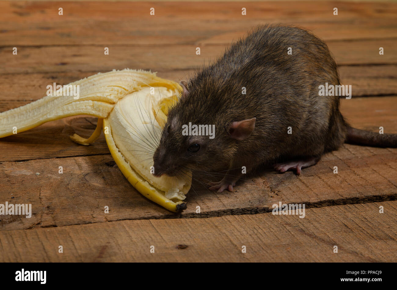 Крысеныш банановый. Хомяк и банан. Банановая крыса. Что едят мыши. Можно ли крысам давать банан.