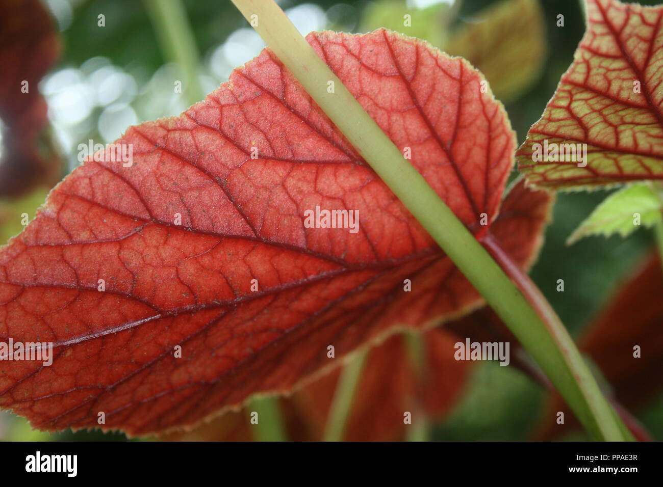 Underside of Begonia leaf Stock Photo
