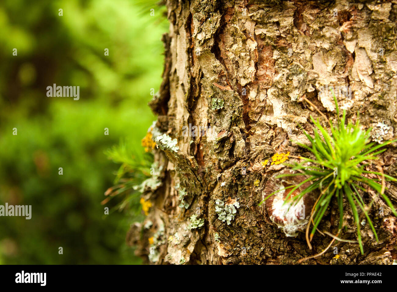 Texture of tree has green trees are the backdrop outdoors Stock Photo ...