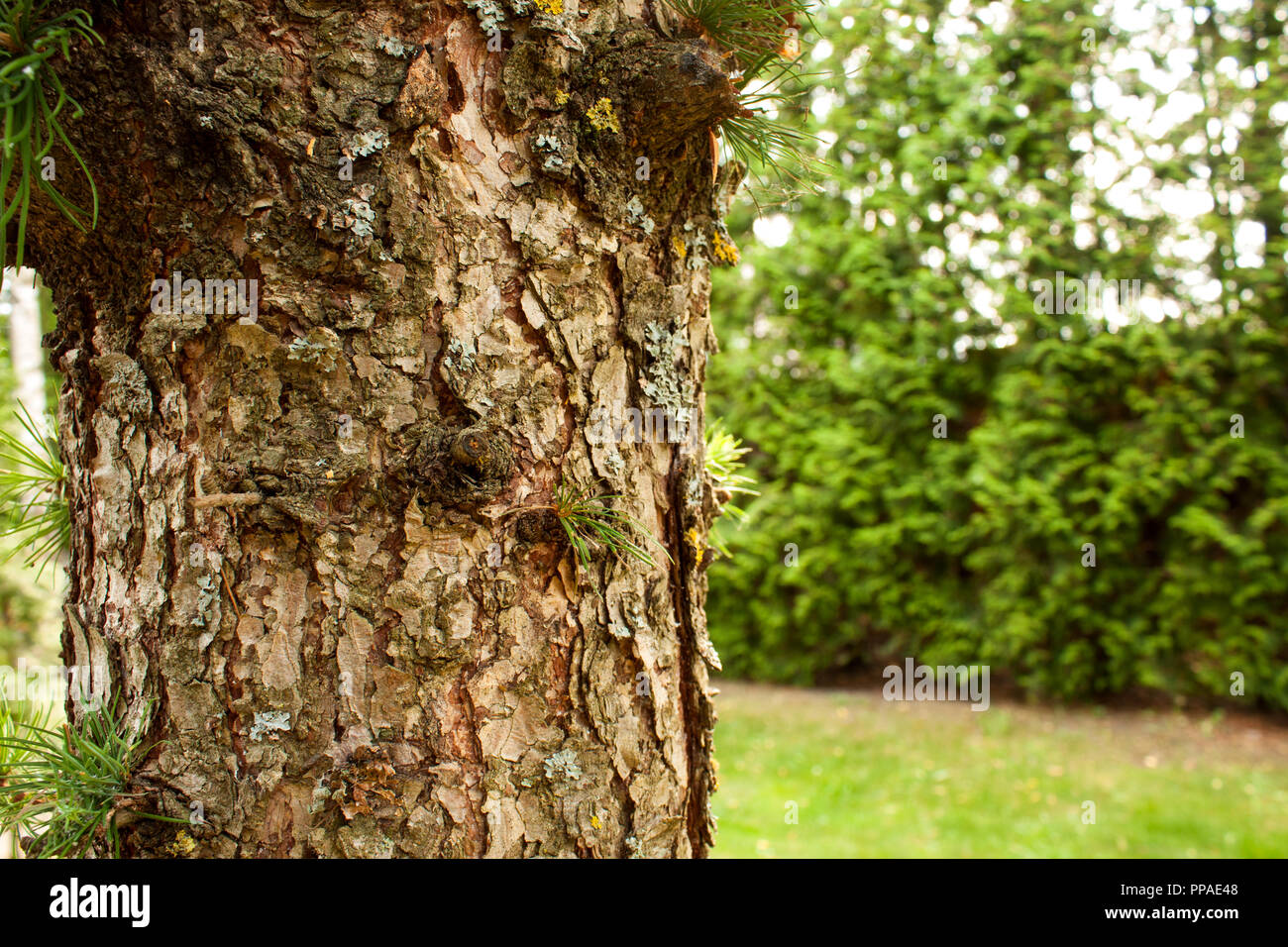 Texture of tree has green trees are the backdrop outdoors Stock Photo ...