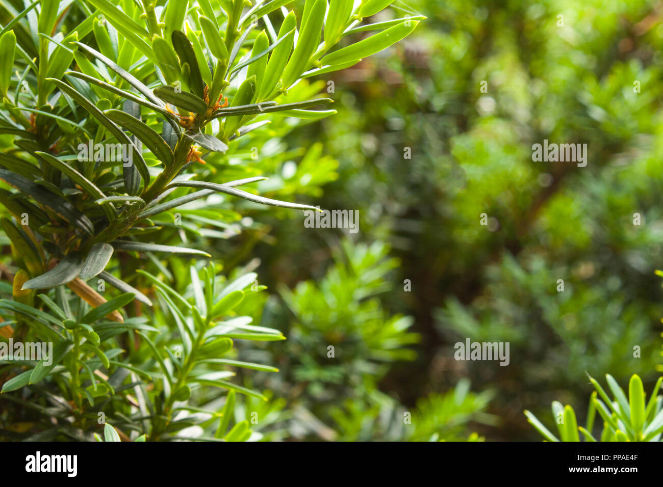 The green bush is close up. Blurry background Stock Photo