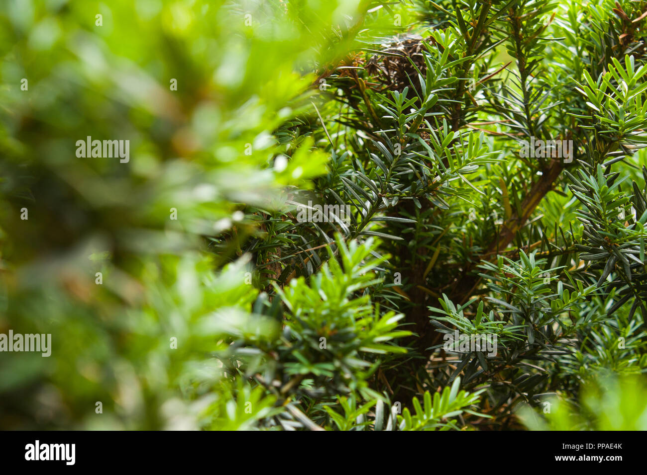 The green bush is close up. Blurry front background. Stock Photo