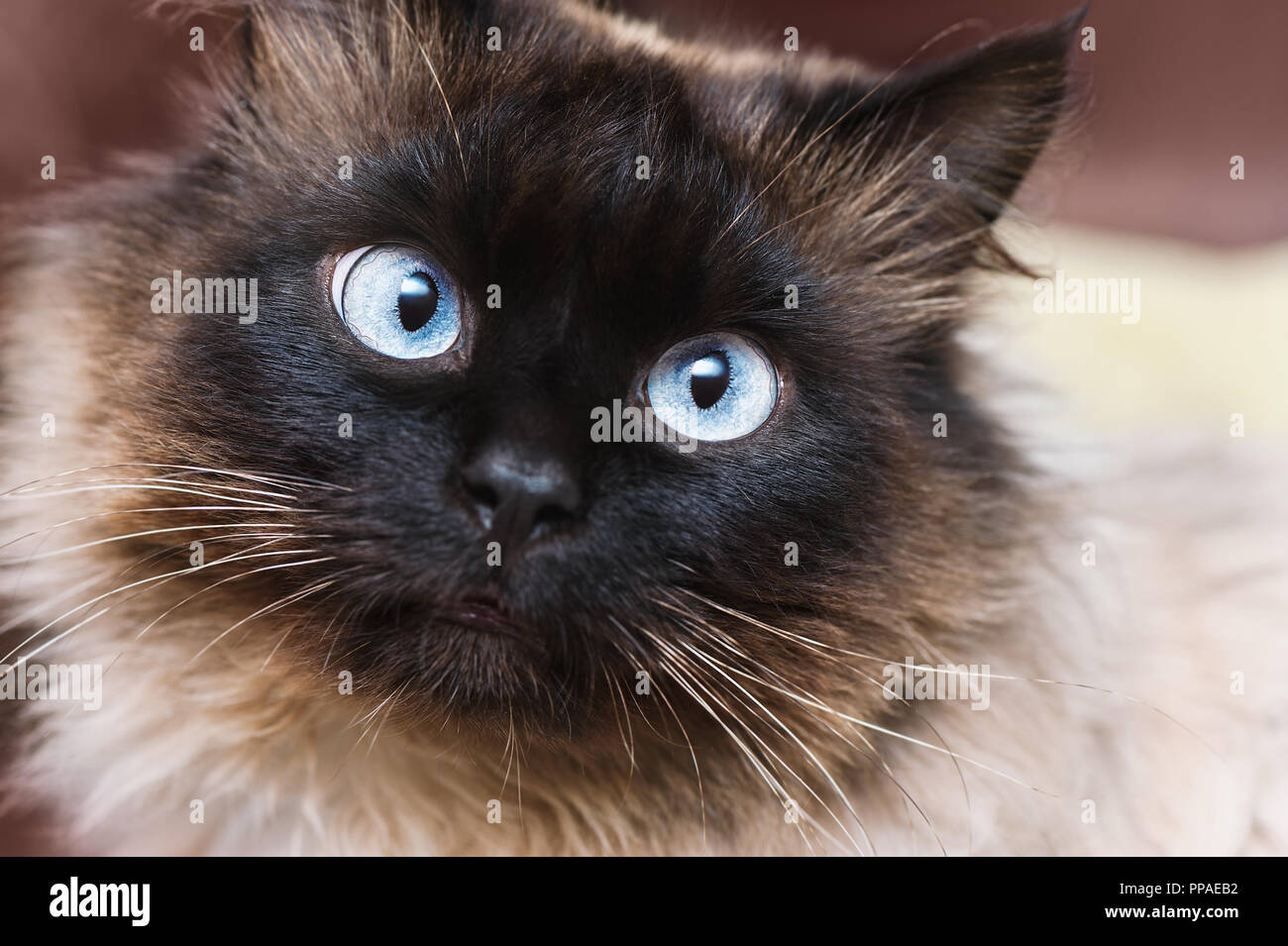 Cute cat with blue eyes. Close up photo Stock Photo - Alamy