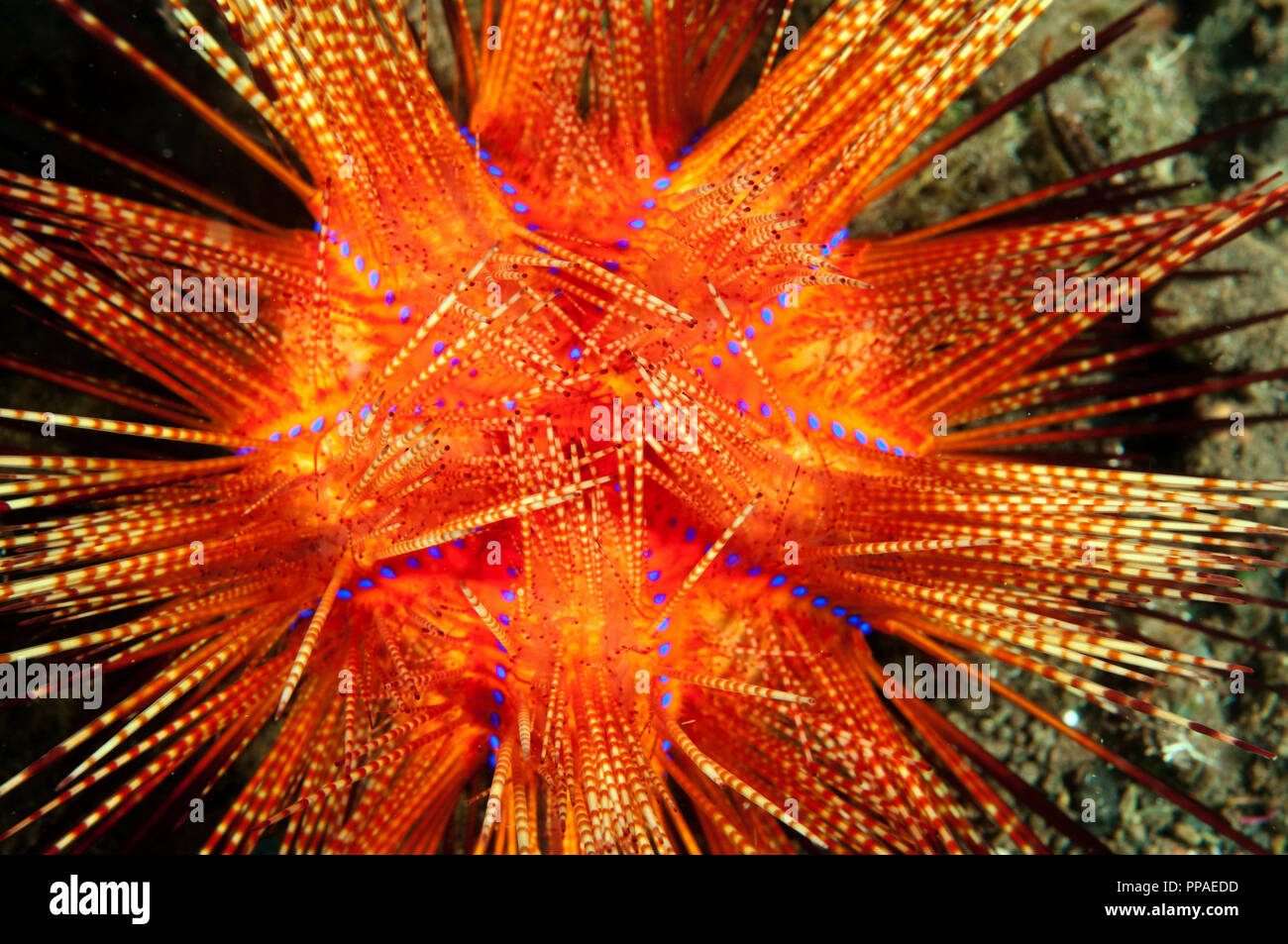 Venomous sea urchin, Astropyga radiata, Bali Indonesia. Stock Photo