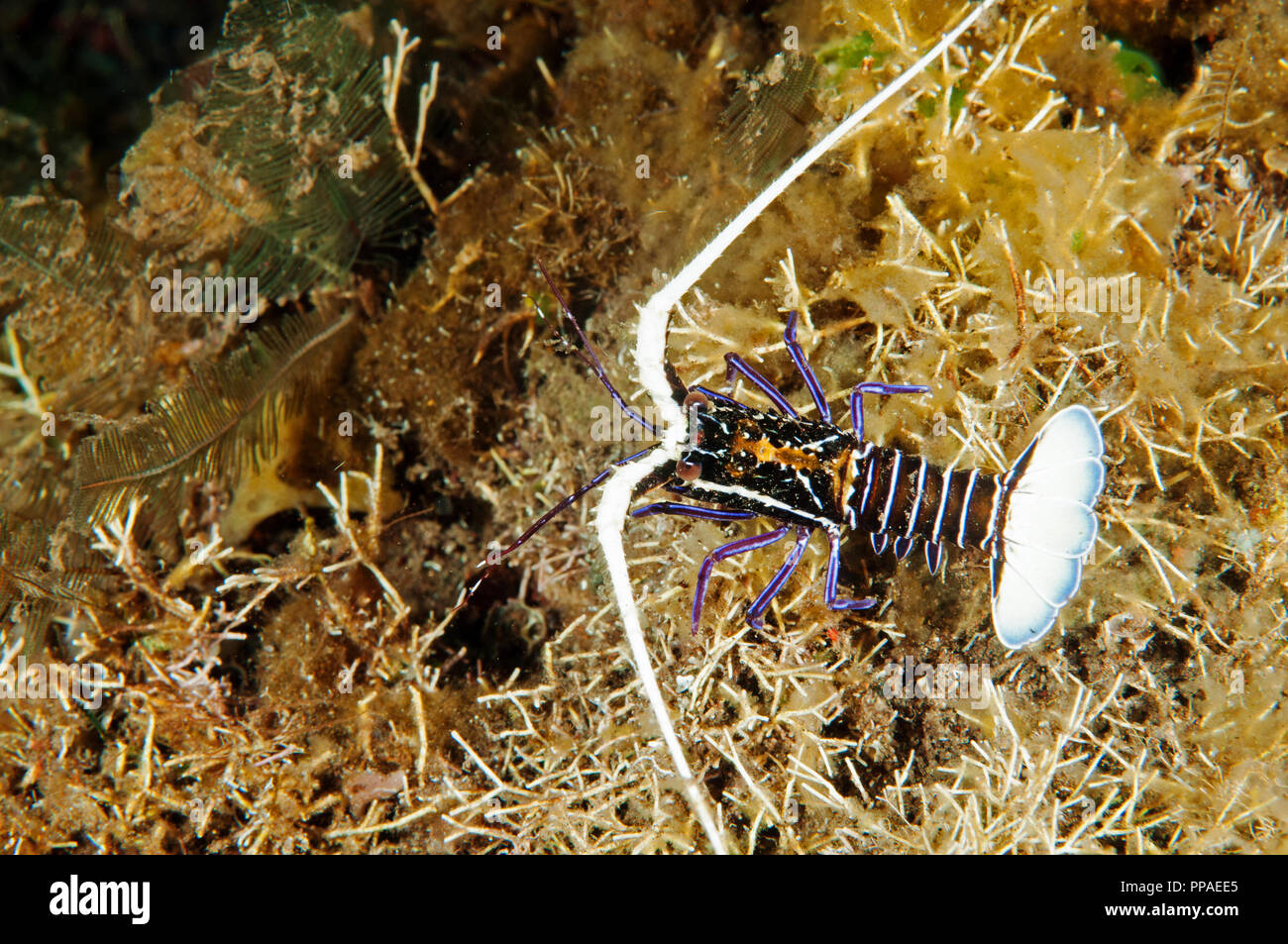 Spiny lobster, Panulirus versicolor, Bali Indonesia. Stock Photo