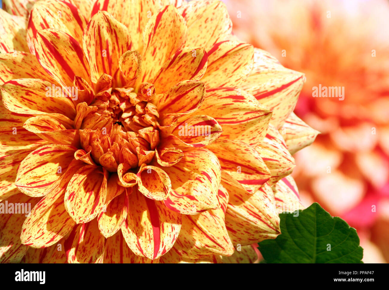 dahlia elijah mason asteraceae variety of chrysanthemum, bright yellow-orange flowers with interspersed red dots and long strips,  single large plant Stock Photo