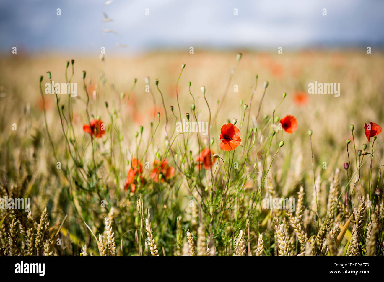 Poppies growing at edge of wheat field. Charente, southwestern France Stock Photo