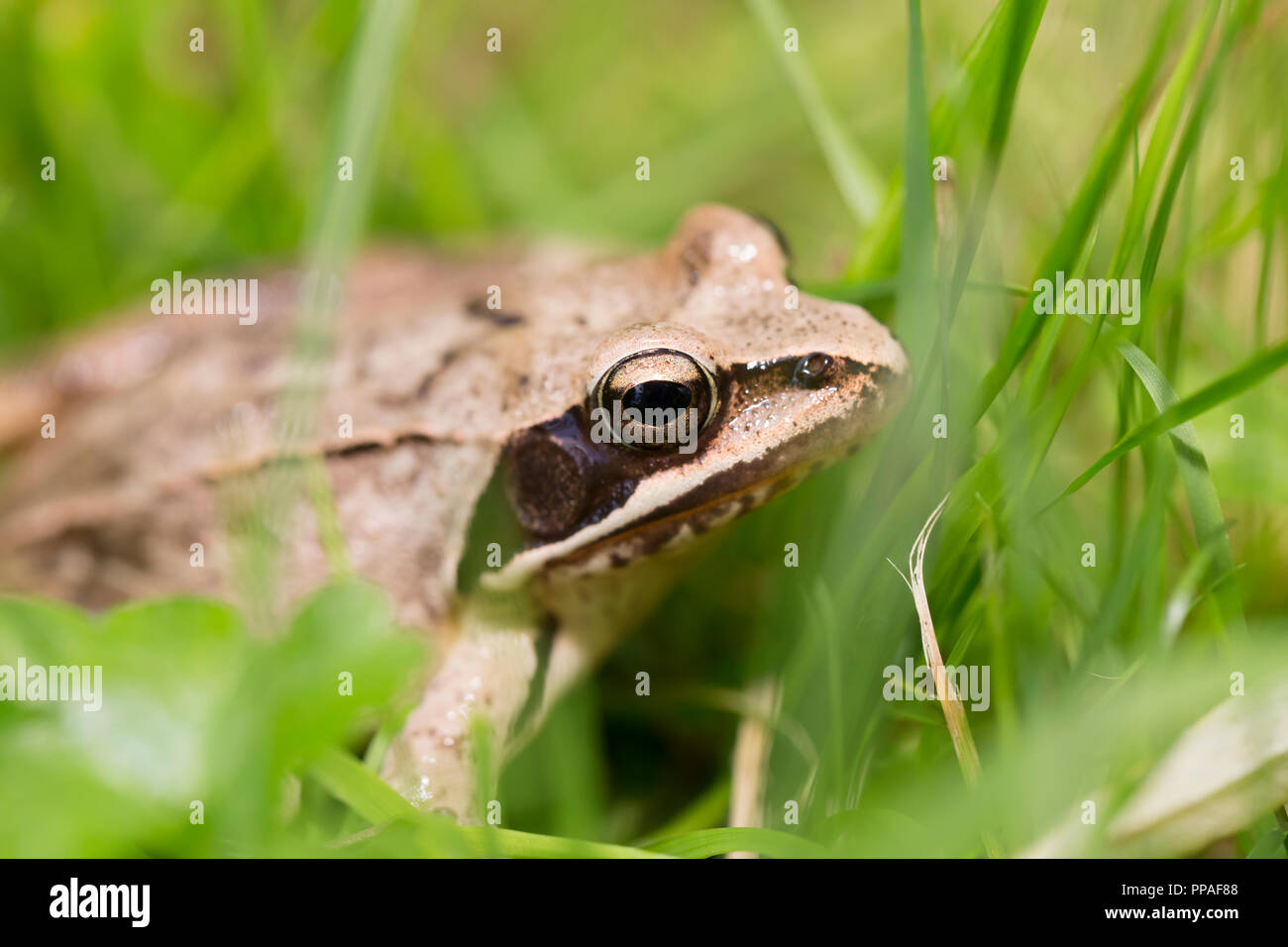 Agile frog - Rana dalmatina. Charente, southwestern France Stock Photo