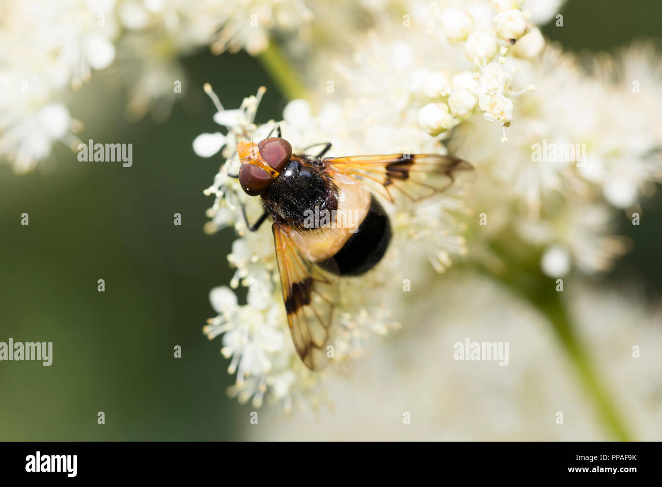 Great Pied Hoverfly - Volucella pellucens Stock Photo
