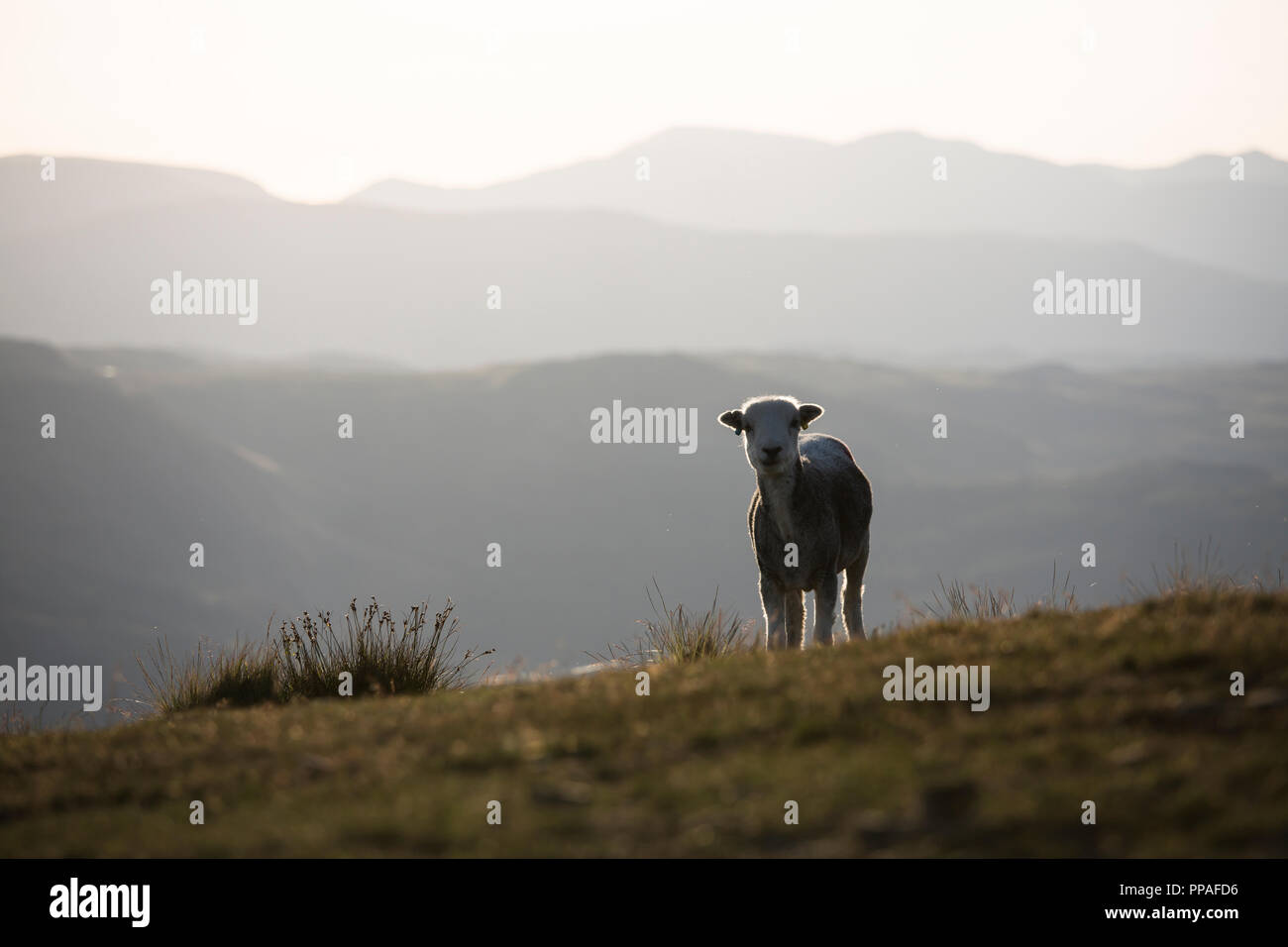 Sheep in the Lake District Fells, UK Stock Photo
