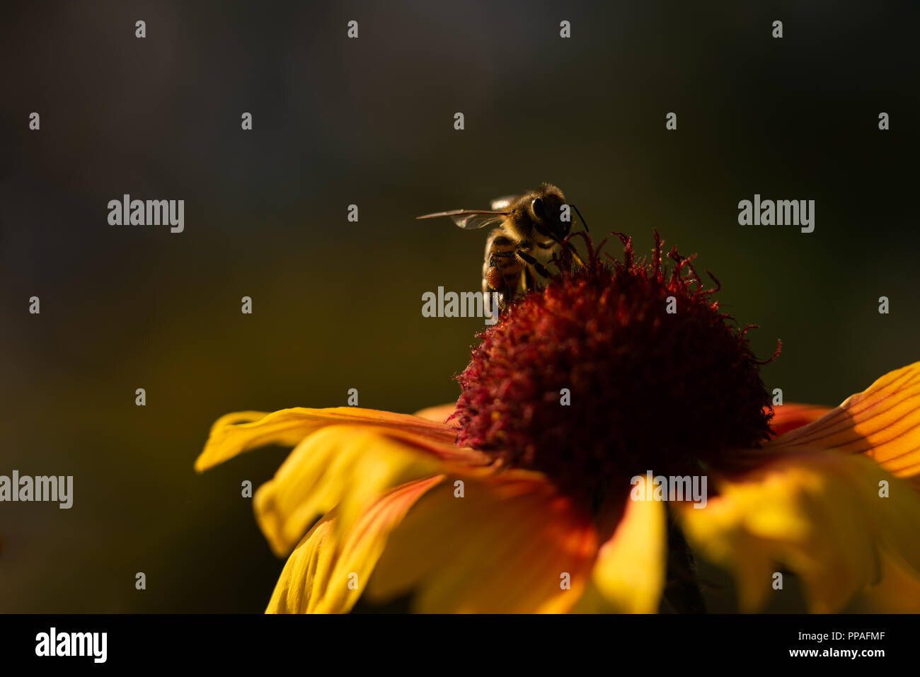 Bee on flower, in the evening Stock Photo