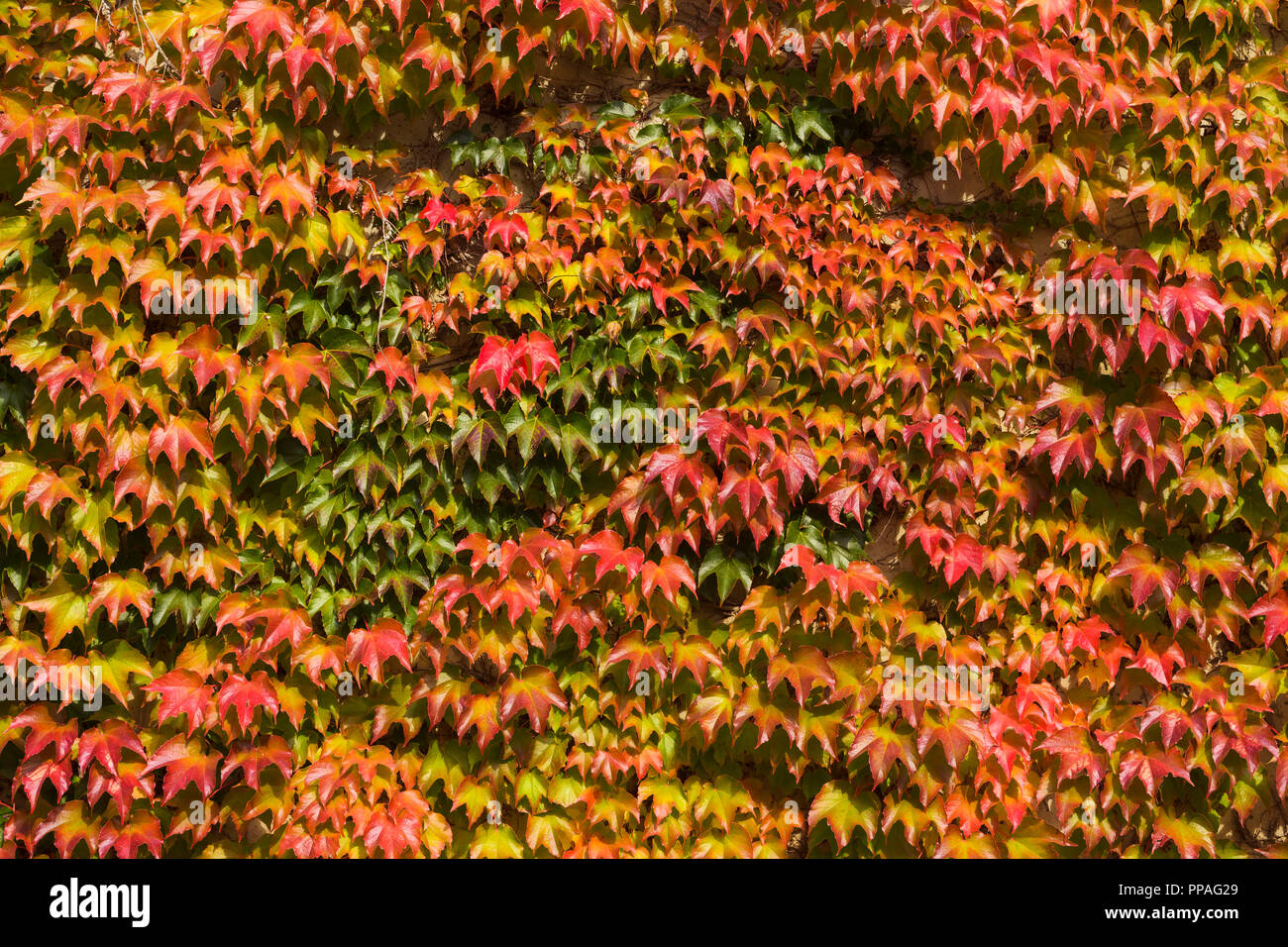Japanese Creeper, Parthenocissus tricuspidata, Leaves on Wall in Autumn