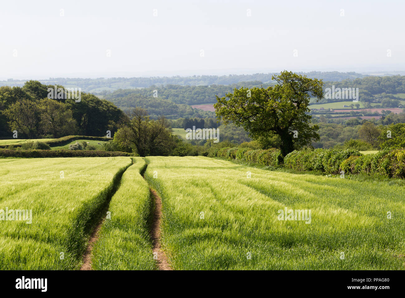Green Field Farmland, UK Stock Photo