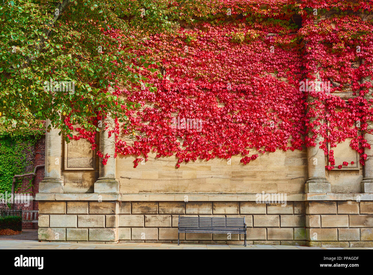 Red ivy clambers up the wall of the (Alfred East) public art gallery at