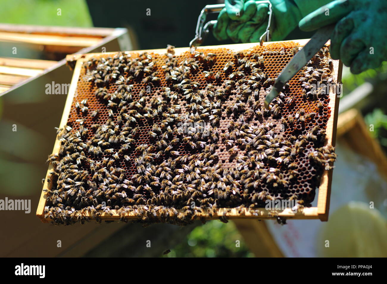 Hive frame covered in honeybees, held by beekeeper wearing safety gloves. Photo taken in Brescia, Italy. Stock Photo