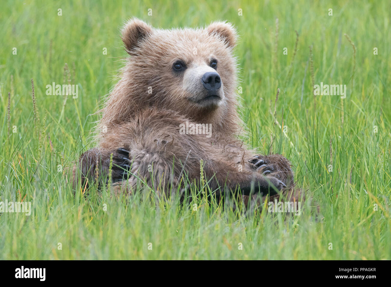 Coastal Brown Bear cub (Ursus arctos) lying in grass and looking at camera at Lake Clark NP, Alaska Stock Photo