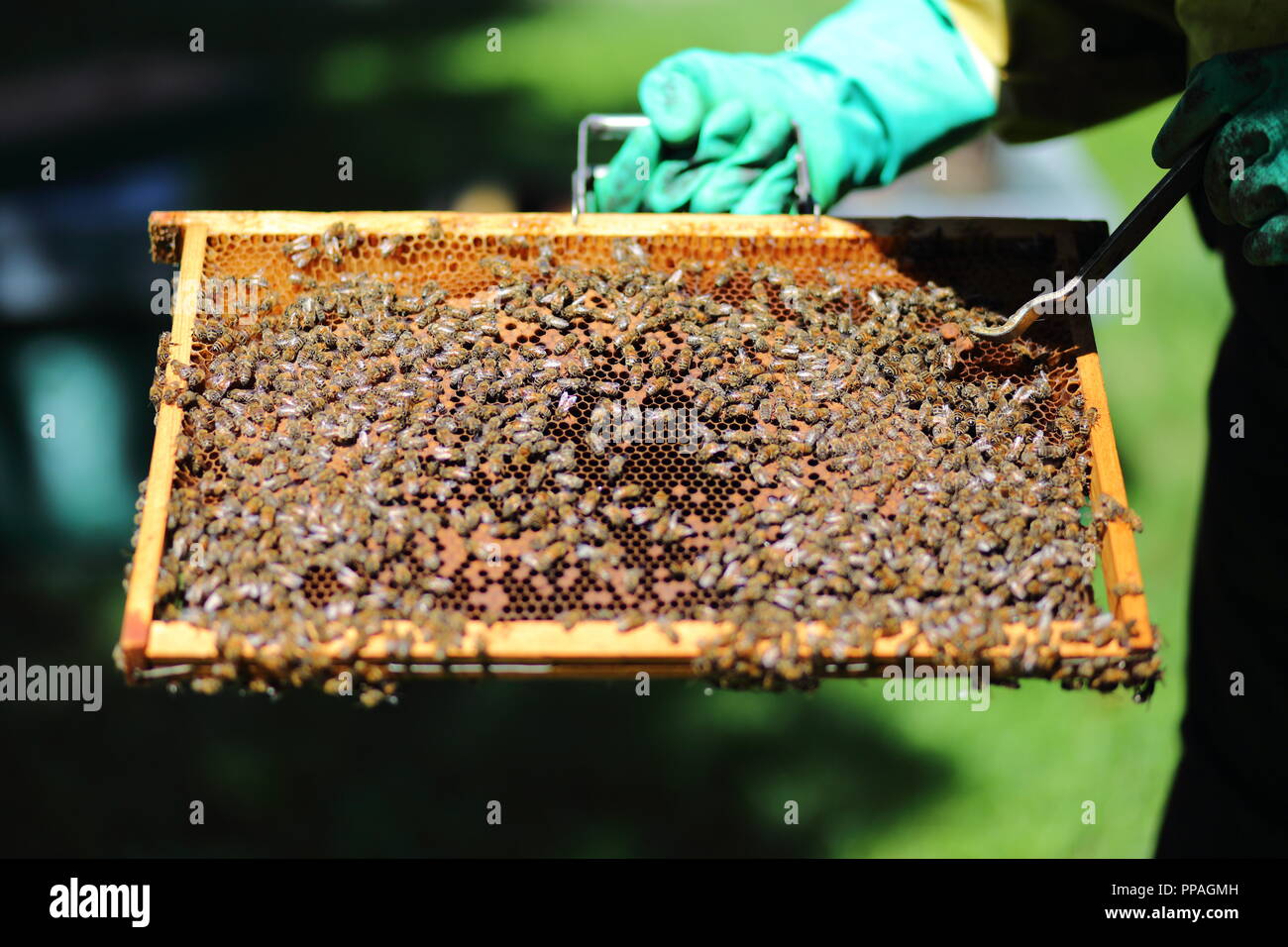 Hive frame covered in honeybees, held by the beekeeper, who's wearing safety gloves. Photo taken in Brescia, Italy. Stock Photo