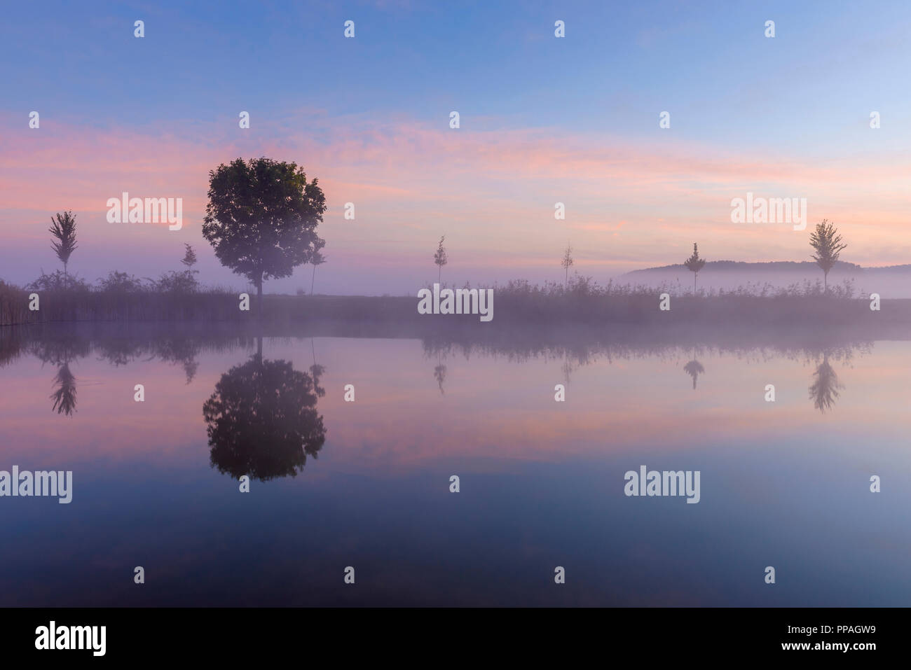 Landscape with Trees Reflecting in Lake at Dawn with Morning Mist, Drei Gleichen, Ilm District, Thuringia, Germany Stock Photo