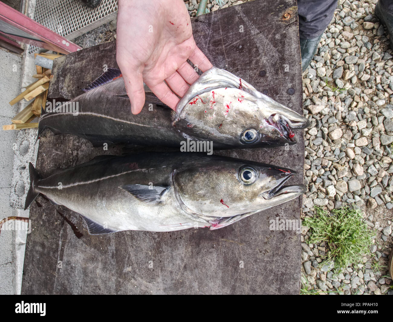 Big fresh trout fish or coalfish lying on cutting board. Fresh atlantic fish Stock Photo