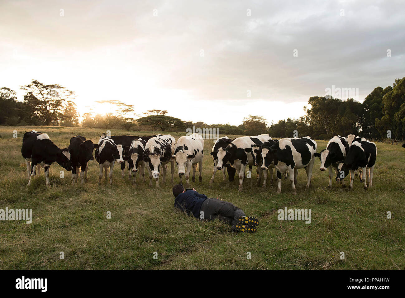 Man taking a picture of a herd of cows during sunset Stock Photo - Alamy