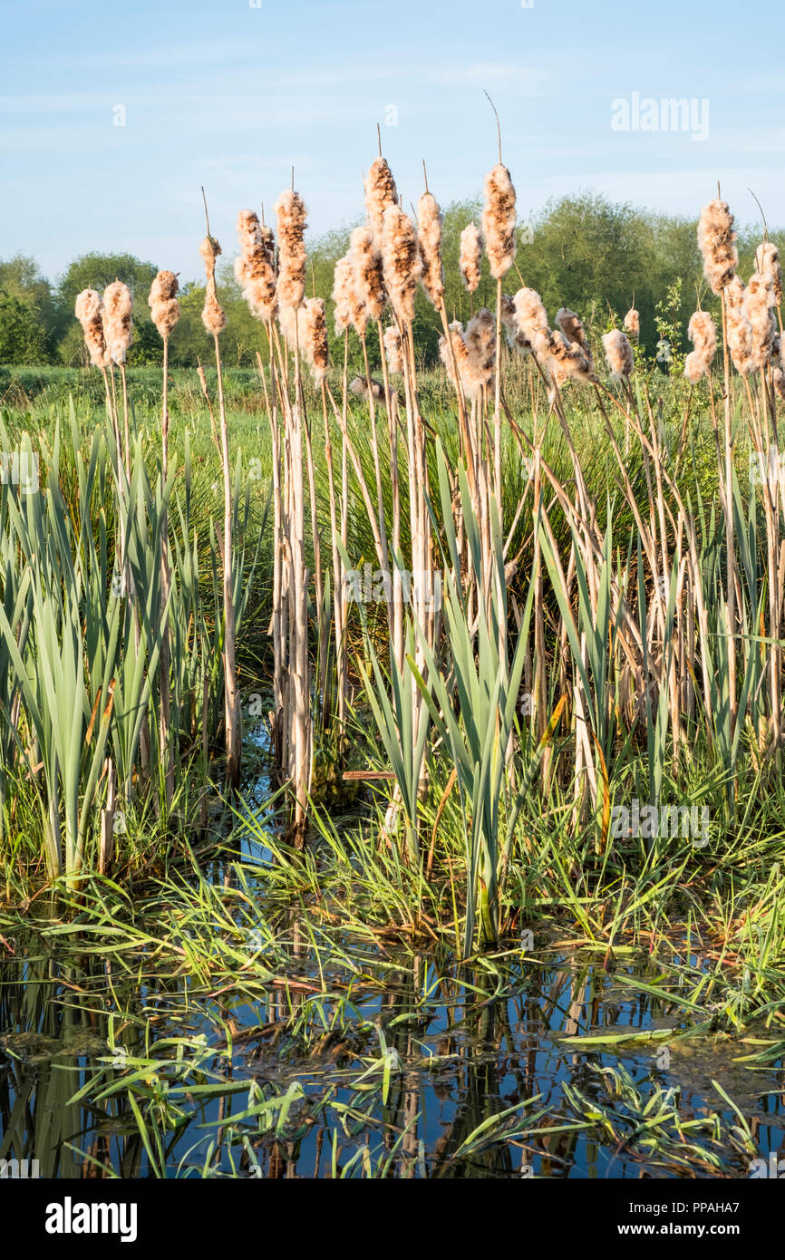 Bulrushes in Spring. Common Bulrush aka Broadleaf Cattail or Great Reedmace (Typha latifolia) with fluffy seed heads, Nottinghamshire, England, UK Stock Photo