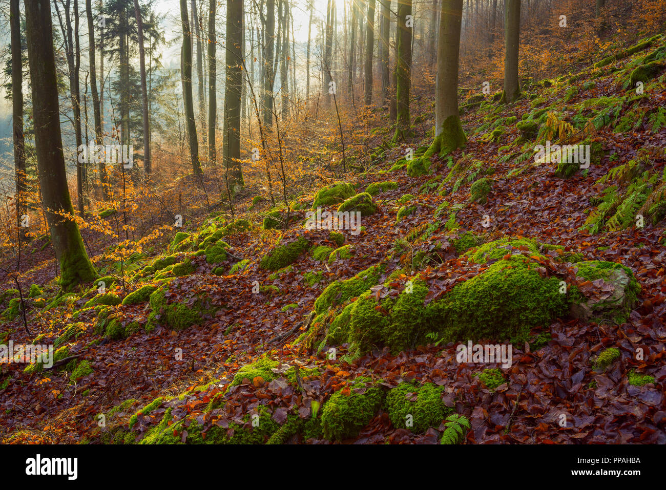 Mountain Forest at Sunrise, Kaltenbrunn, Naturpark Neckartal Odenwald, Baden Wurttemberg, Germany Stock Photo