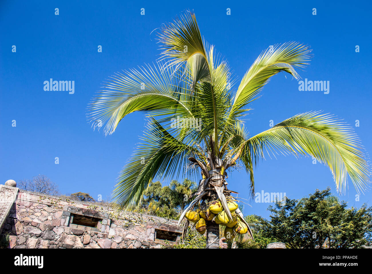 beautiful image of a palm tree with coconuts with a blue sky Stock Photo
