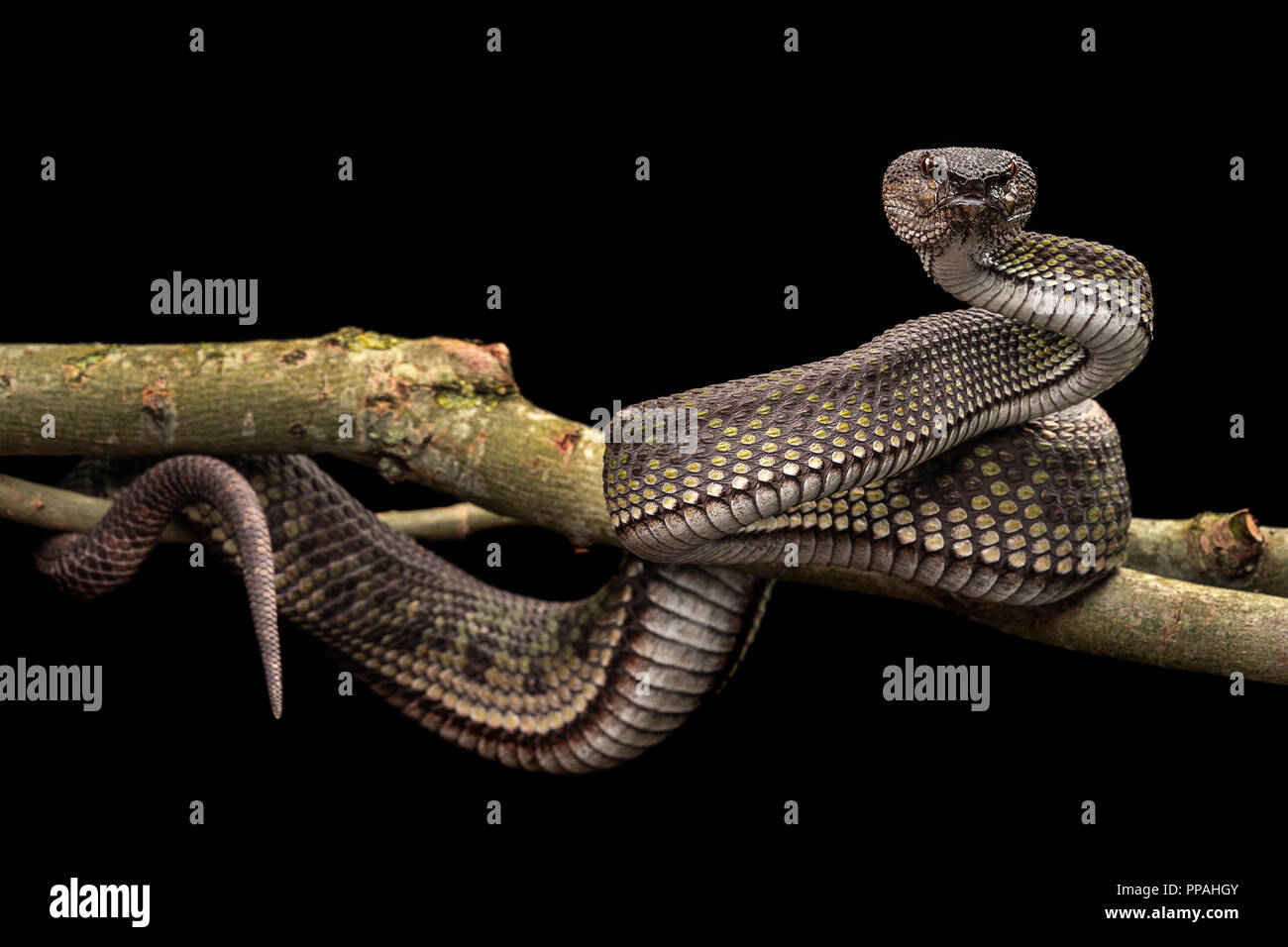 Trimeresurus purpureomaculatus / Mangrove pit viper Stock Photo