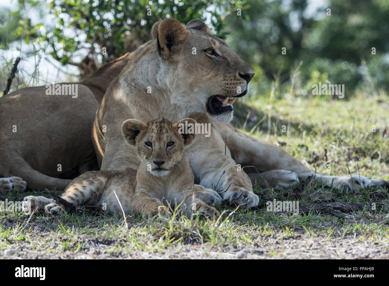 Playful lioness panthera leo hi-res stock photography and images - Alamy