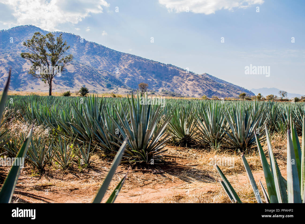 amazing view of an blue agave plantation in Tequila Jalisco Mexico