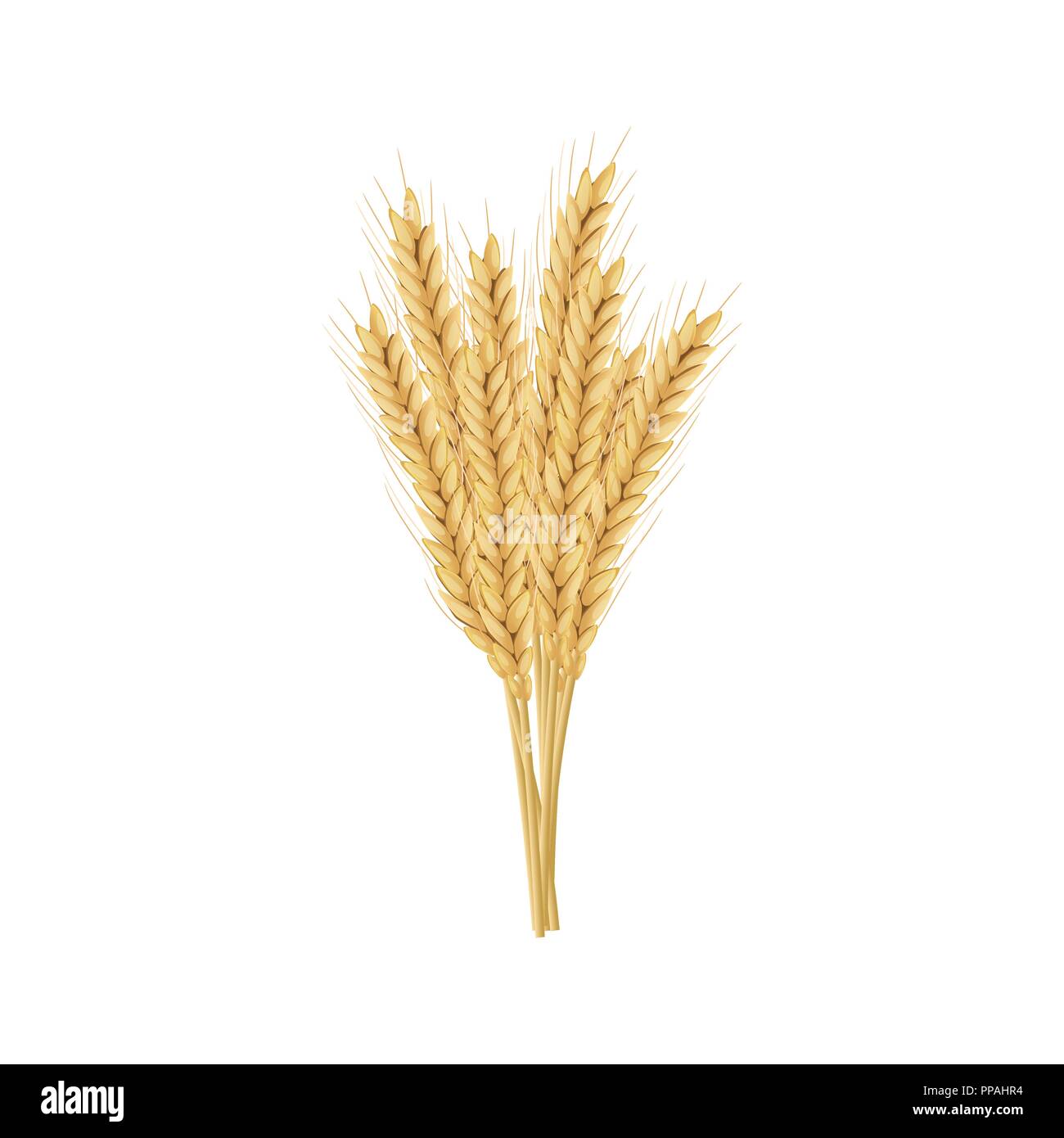 Barley, oat set. Plant, spikelet with ears, grains, seeds, sheaf. 3d icon vector. For design illustration decoration cooking bakery tags labels textil Stock Vector