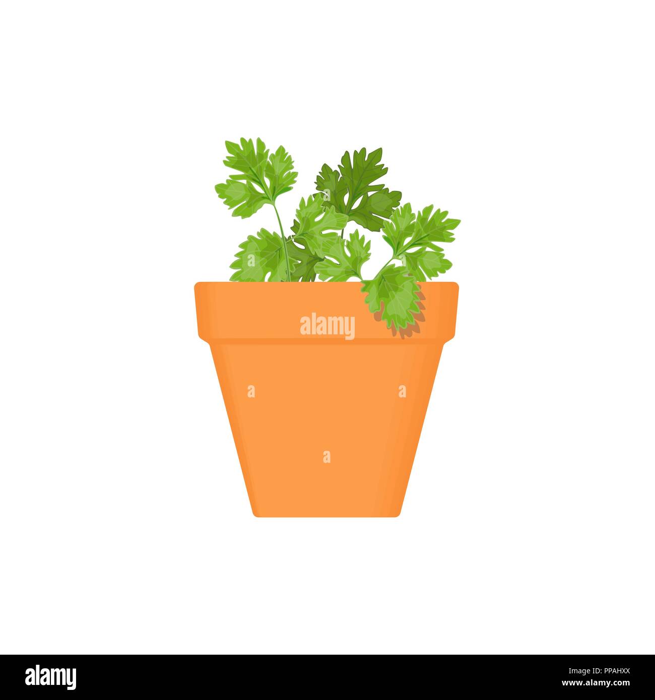 parsley vector culinary herb in terracotta pot. Green growing ...