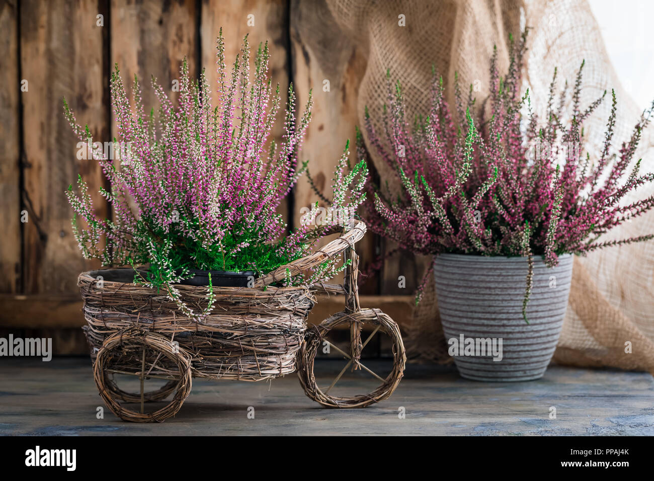 Cultivated potted pink calluna vulgaris or common heather flowers standing on wooden background, toned Stock Photo