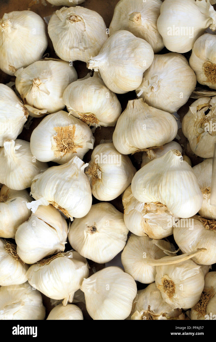 Garlic, Spanish, harvested, large variety, cloves, shop, display Stock Photo