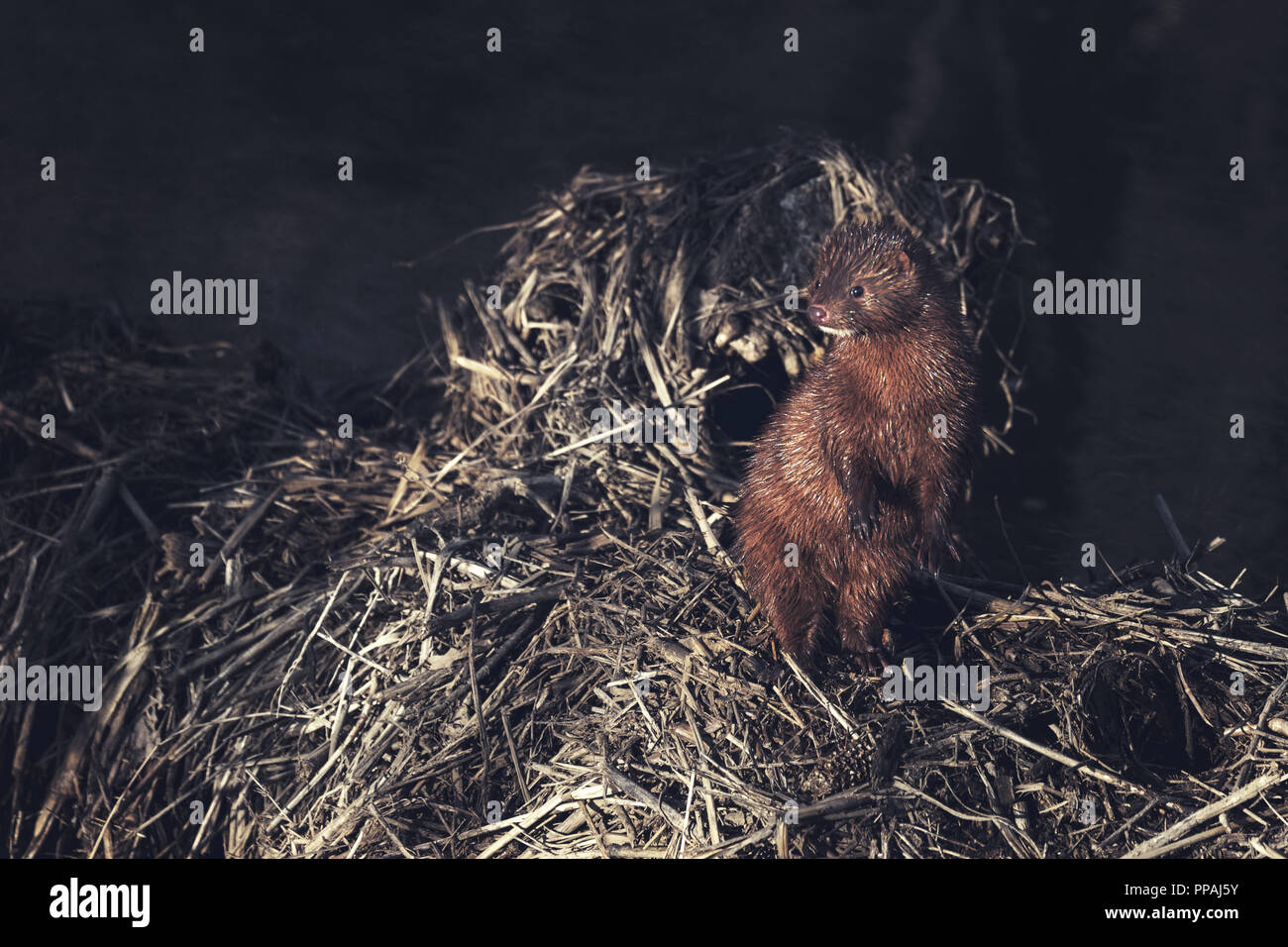 An American Mink glances in the direction of noise he heard coming from some brush.  Was it his next meal, or something of imminent danger? Stock Photo