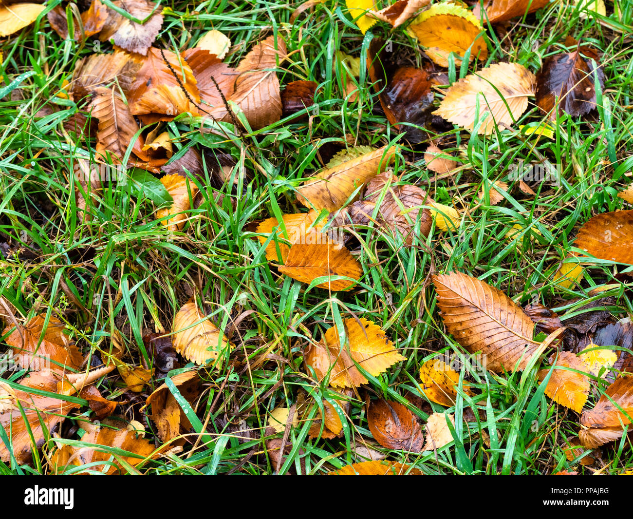 fallen leaves in wet green grass on lawn in autumn rain Stock Photo - Alamy