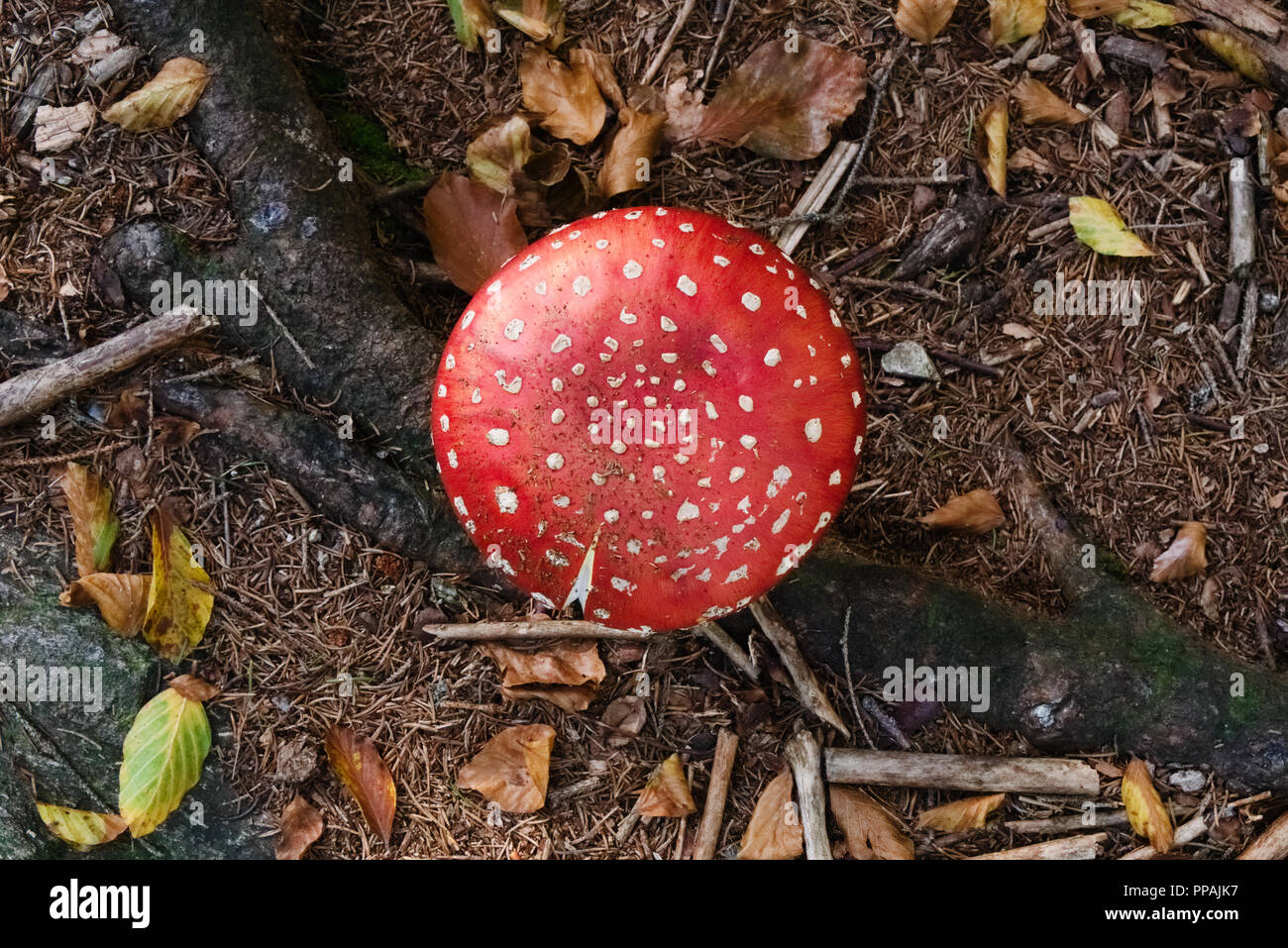 red-white hat of an inedible mushroom Fly Agaric growing wild in a forest Stock Photo
