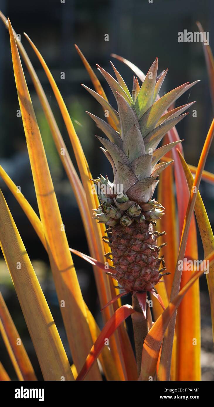 Mini Pineapple growing in a sweet small botanical garden in bang krachao in bangkok, thailand