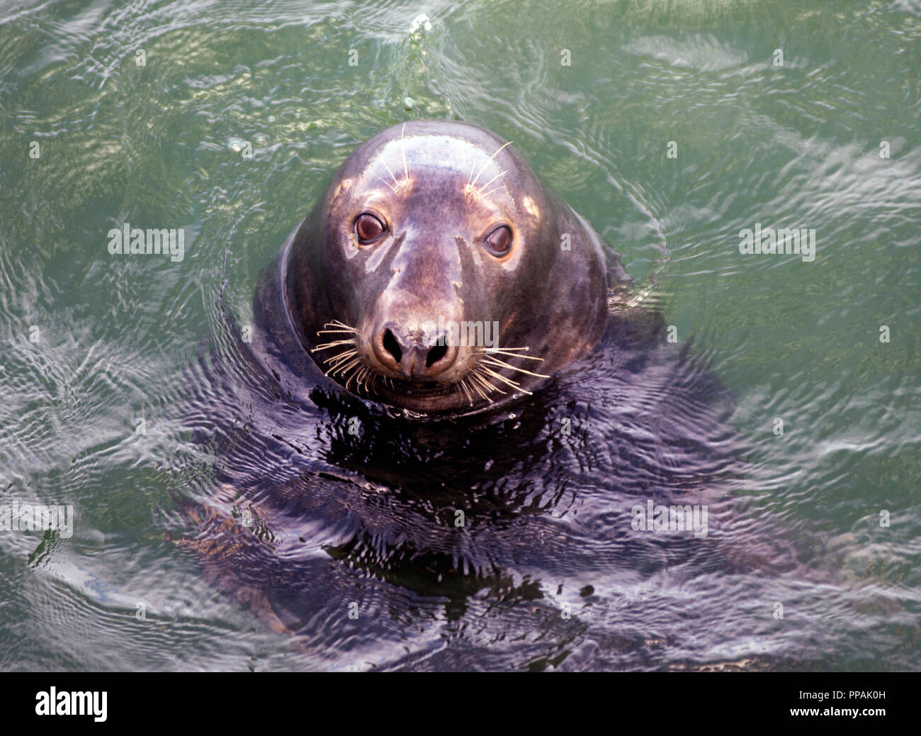 A Grey Seal (Halichoerus grypus) in the harbor at Chatham, Massachusetts on Cape Cod, USA Stock Photo