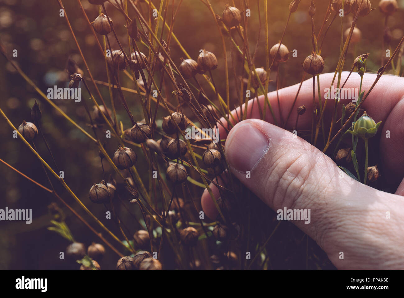 Farmer examining ripe flax linseed plants in field Stock Photo