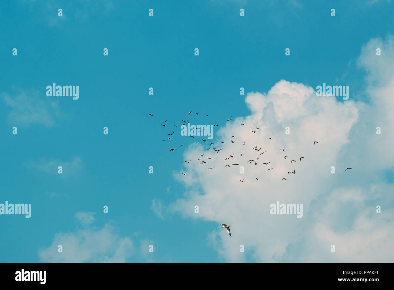 Flock of birds flying together across the sky Stock Photo