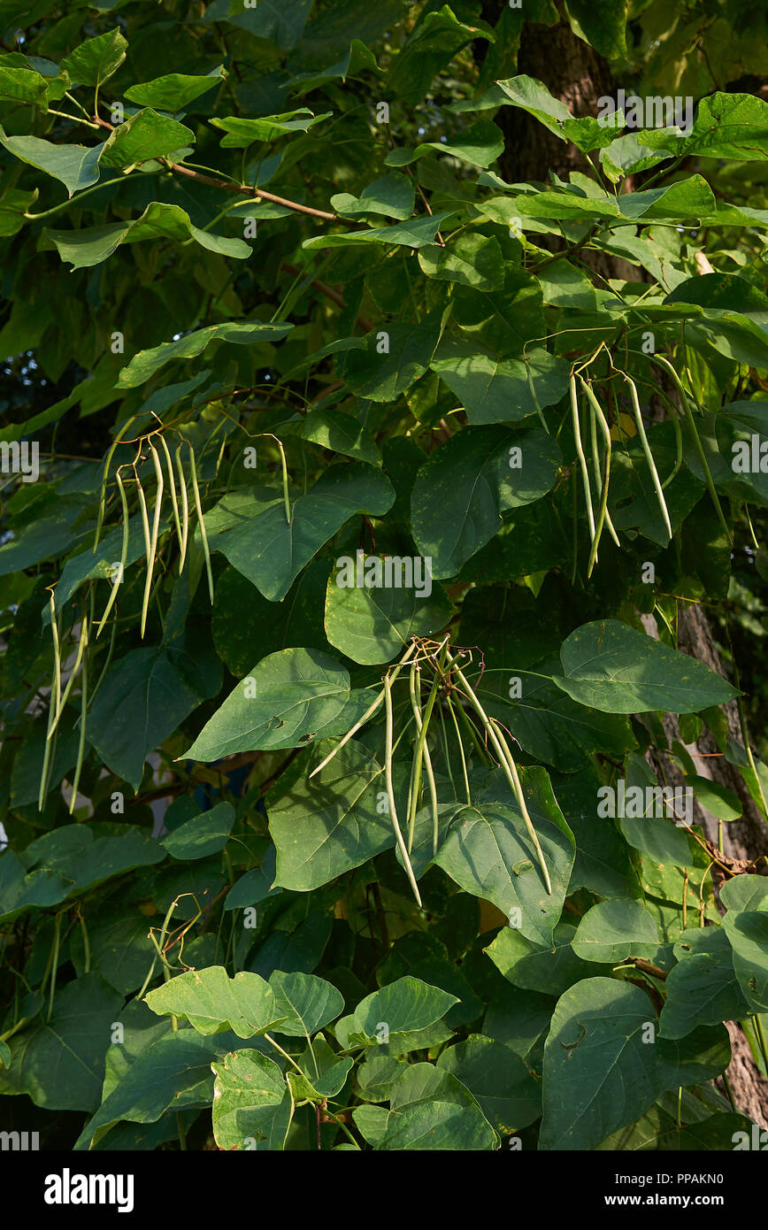 Catalpa bignonioides tree with fruit Stock Photo