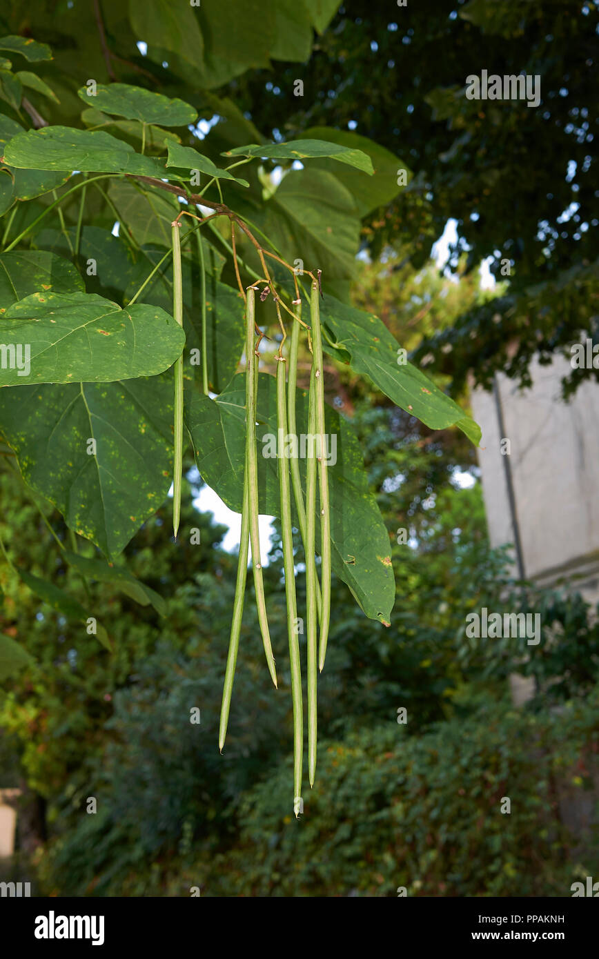 Catalpa bignonioides tree with fruit Stock Photo